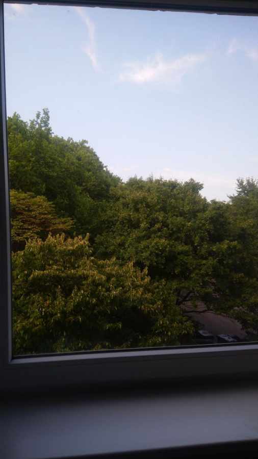 Blick aus Pauls Fenster: ins Grüne!!