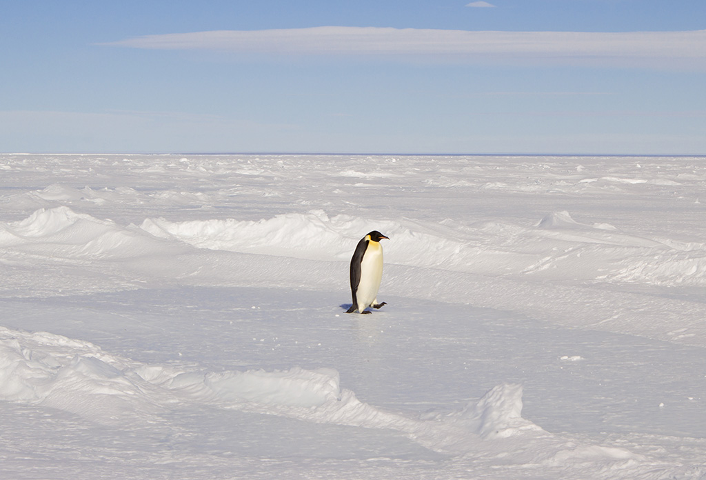Auf dem Bild sieht man eine Eisfläche. Mitten im Bild läuft ein Pinguin.